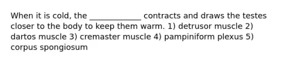 When it is cold, the _____________ contracts and draws the testes closer to the body to keep them warm. 1) detrusor muscle 2) dartos muscle 3) cremaster muscle 4) pampiniform plexus 5) corpus spongiosum