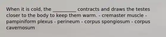 When it is cold, the __________ contracts and draws the testes closer to the body to keep them warm. - cremaster muscle - pampiniform plexus - perineum - corpus spongiosum - corpus cavernosum