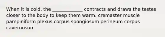 When it is cold, the _____________ contracts and draws the testes closer to the body to keep them warm. cremaster muscle pampiniform plexus corpus spongiosum perineum corpus cavernosum