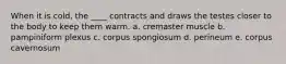 When it is cold, the ____ contracts and draws the testes closer to the body to keep them warm. a. cremaster muscle b. pampiniform plexus c. corpus spongiosum d. perineum e. corpus cavernosum