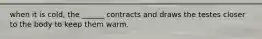 when it is cold, the ______ contracts and draws the testes closer to the body to keep them warm.