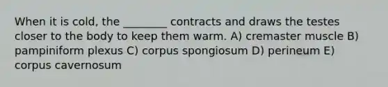 When it is cold, the ________ contracts and draws the testes closer to the body to keep them warm. A) cremaster muscle B) pampiniform plexus C) corpus spongiosum D) perineum E) corpus cavernosum