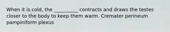 When it is cold, the __________ contracts and draws the testes closer to the body to keep them warm. Cremater perineum pampiniform plexus