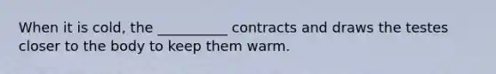 When it is cold, the __________ contracts and draws the testes closer to the body to keep them warm.