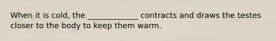 When it is cold, the _____________ contracts and draws the testes closer to the body to keep them warm.