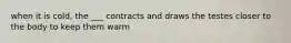 when it is cold, the ___ contracts and draws the testes closer to the body to keep them warm