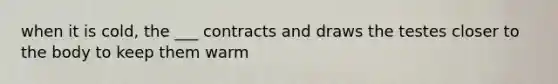 when it is cold, the ___ contracts and draws the testes closer to the body to keep them warm