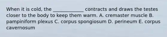 When it is cold, the _____________ contracts and draws the testes closer to the body to keep them warm. A. cremaster muscle B. pampiniform plexus C. corpus spongiosum D. perineum E. corpus cavernosum