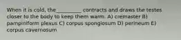 When it is cold, the__________ contracts and draws the testes closer to the body to keep them warm. A) cremaster B) pampiniform plexus C) corpus spongiosum D) perineum E) corpus cavernosum