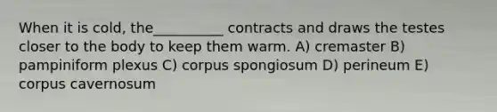 When it is cold, the__________ contracts and draws the testes closer to the body to keep them warm. A) cremaster B) pampiniform plexus C) corpus spongiosum D) perineum E) corpus cavernosum