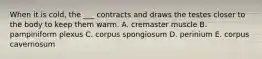 When it is cold, the ___ contracts and draws the testes closer to the body to keep them warm. A. cremaster muscle B. pampiniform plexus C. corpus spongiosum D. perinium E. corpus cavernosum