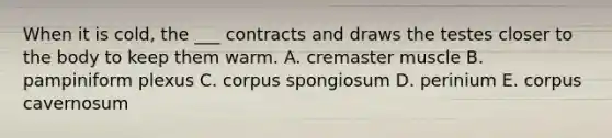 When it is cold, the ___ contracts and draws the testes closer to the body to keep them warm. A. cremaster muscle B. pampiniform plexus C. corpus spongiosum D. perinium E. corpus cavernosum