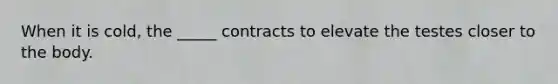 When it is cold, the _____ contracts to elevate the testes closer to the body.