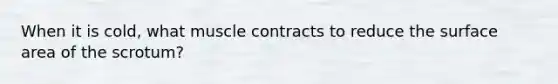 When it is cold, what muscle contracts to reduce the surface area of the scrotum?