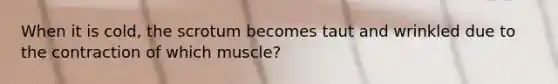 When it is cold, the scrotum becomes taut and wrinkled due to the contraction of which muscle?