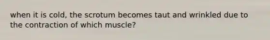 when it is cold, the scrotum becomes taut and wrinkled due to the contraction of which muscle?