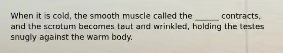 When it is cold, the smooth muscle called the ______ contracts, and the scrotum becomes taut and wrinkled, holding the testes snugly against the warm body.