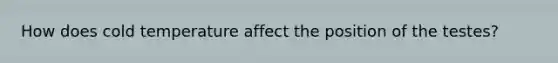 How does cold temperature affect the position of the testes?