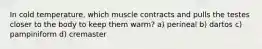 In cold temperature, which muscle contracts and pulls the testes closer to the body to keep them warm? a) perineal b) dartos c) pampiniform d) cremaster