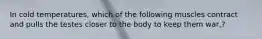 In cold temperatures, which of the following muscles contract and pulls the testes closer to the body to keep them war,?