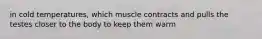 in cold temperatures, which muscle contracts and pulls the testes closer to the body to keep them warm