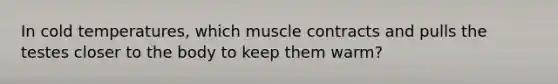 In cold temperatures, which muscle contracts and pulls the testes closer to the body to keep them warm?