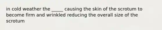 in cold weather the _____ causing the skin of the scrotum to become firm and wrinkled reducing the overall size of the scrotum