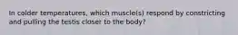 In colder temperatures, which muscle(s) respond by constricting and pulling the testis closer to the body?