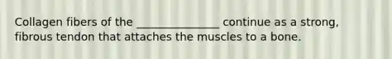 Collagen fibers of the _______________ continue as a strong, fibrous tendon that attaches the muscles to a bone.