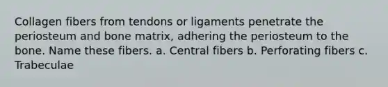 Collagen fibers from tendons or ligaments penetrate the periosteum and bone matrix, adhering the periosteum to the bone. Name these fibers. a. Central fibers b. Perforating fibers c. Trabeculae