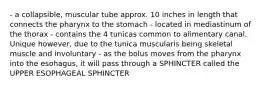 - a collapsible, muscular tube approx. 10 inches in length that connects the pharynx to the stomach - located in mediastinum of the thorax - contains the 4 tunicas common to alimentary canal. Unique however, due to the tunica muscularis being skeletal muscle and involuntary - as the bolus moves from the pharynx into the esohagus, it will pass through a SPHINCTER called the UPPER ESOPHAGEAL SPHINCTER