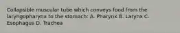 Collapsible muscular tube which conveys food from the laryngopharynx to the stomach: A. Pharynx B. Larynx C. Esophagus D. Trachea