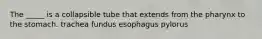 The _____ is a collapsible tube that extends from the pharynx to the stomach. trachea fundus esophagus pylorus