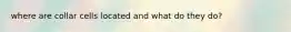 where are collar cells located and what do they do?