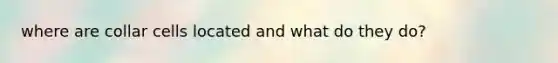 where are collar cells located and what do they do?