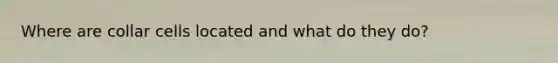 Where are collar cells located and what do they do?