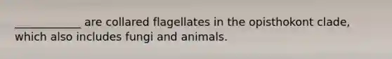 ____________ are collared flagellates in the opisthokont clade, which also includes fungi and animals.