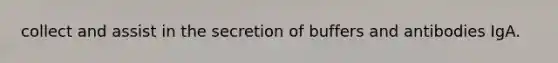 collect and assist in the secretion of buffers and antibodies IgA.