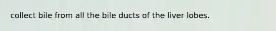 collect bile from all the bile ducts of the liver lobes.