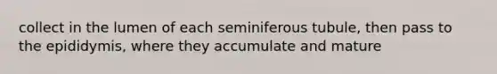 collect in the lumen of each seminiferous tubule, then pass to the epididymis, where they accumulate and mature