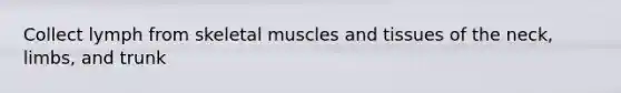 Collect lymph from skeletal muscles and tissues of the neck, limbs, and trunk