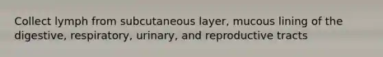 Collect lymph from subcutaneous layer, mucous lining of the digestive, respiratory, urinary, and reproductive tracts