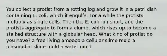 You collect a protist from a rotting log and grow it in a petri dish containing E. coli, which it engulfs. For a while the protists multiply as single cells. Then the E. coli run short, and the protists aggregate to form a clump, which rises up to become a stalked structure with a globular head. What kind of protist do you have? a free-living amoeba a cellular slime mold a plasmodial slime mold a water mold