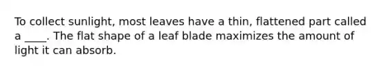 To collect sunlight, most leaves have a thin, flattened part called a ____. The flat shape of a leaf blade maximizes the amount of light it can absorb.