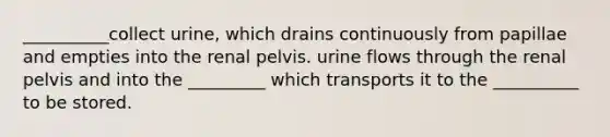 __________collect urine, which drains continuously from papillae and empties into the renal pelvis. urine flows through the renal pelvis and into the _________ which transports it to the __________ to be stored.