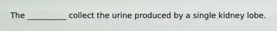 The __________ collect the urine produced by a single kidney lobe.