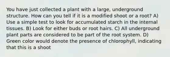 You have just collected a plant with a large, underground structure. How can you tell if it is a modified shoot or a root? A) Use a simple test to look for accumulated starch in the internal tissues. B) Look for either buds or root hairs. C) All underground plant parts are considered to be part of the root system. D) Green color would denote the presence of chlorophyll, indicating that this is a shoot