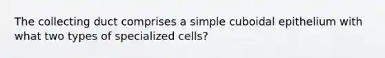 The collecting duct comprises a simple cuboidal epithelium with what two types of specialized cells?