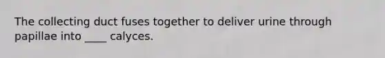 The collecting duct fuses together to deliver urine through papillae into ____ calyces.