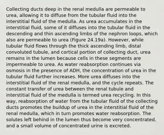 Collecting ducts deep in the renal medulla are permeable to urea, allowing it to diffuse from the tubular fluid into the interstitial fluid of the medulla. As urea accumulates in the interstitial fluid, some of it diffuses into the tubular fluid in the descending and thin ascending limbs of the nephron loops, which also are permeable to urea (Figure 24.19a). However, while tubular fluid flows through the thick ascending limb, distal convoluted tubule, and cortical portion of collecting duct, urea remains in the lumen because cells in these segments are impermeable to urea. As water reabsorption continues via osmosis in the presence of ADH, the concentration of urea in the tubular fluid further increases. More urea diffuses into the interstitial fluid of the renal medulla, and the cycle repeats. The constant transfer of urea between the renal tubule and interstitial fluid of the medulla is termed urea recycling. In this way, reabsorption of water from the tubular fluid of the collecting ducts promotes the buildup of urea in the interstitial fluid of the renal medulla, which in turn promotes water reabsorption. The solutes left behind in the lumen thus become very concentrated, and a small volume of concentrated urine is excreted.